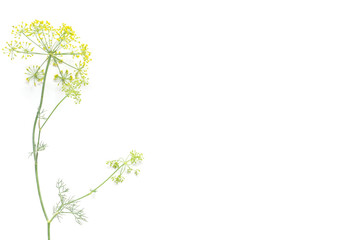 Obraz na płótnie Canvas fresh, flowering dill from a rustic garden