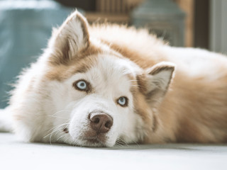 Portrait of gorgeous Siberian Husky dog. Husky with beautiful blue eyes.