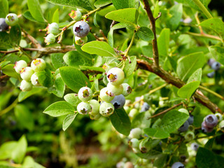 Jagody borówki © michalsen