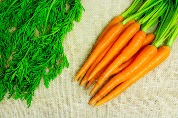 Fresh carrots with green petioles and leaves on jute background. Raw carrots full of vitamins ready for processing.