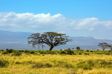 Obraz premium The foot of Mount Kilimanjaro