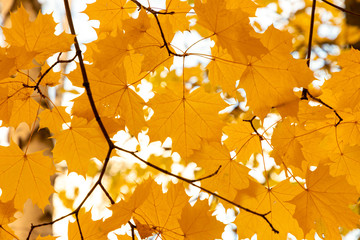 Tree branch with maple leaves green color, background.