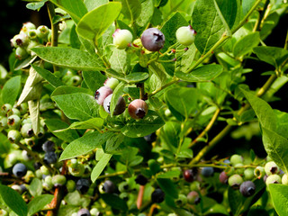 Jagody borówki © michalsen