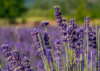 Obraz premium Lawenda w pełnym rozkwicie na polu