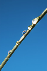 Fototapeta premium Beautiful large transparent drops of water dew on grass close up. Bright blue sky background