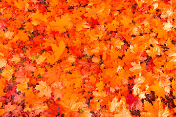 Naklejka na ściany i meble Fallen to the ground maple leaves, background.