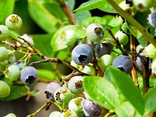 Jagody borówki © michalsen