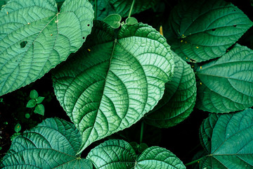 Obraz na płótnie Canvas Green leaf/leaves background 