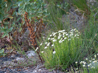 Santolina plant with parasitic Orobanche in the Apuan Alps, Alpi Apuane, near the Vestito Mountain Pass. Newly identified species - Orobanche apuana (Orobanchaceae) endemic to Italy