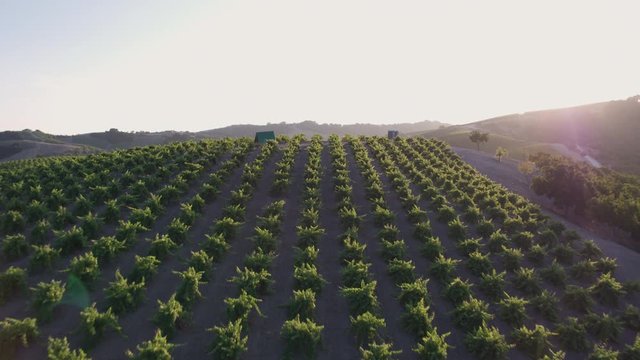 Aerial Drone Shot of Rolling Hills Covered in Vineyards During Sunset (Paso Robles, California)