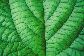 Obraz premium Green leaf/leaves background 