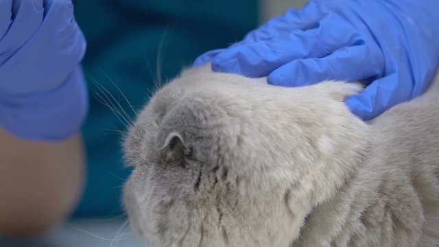 Vet dropping antibiotics in cat ears, mites prevention and treatment, closeup