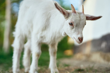 Obraz premium white goat on a farm