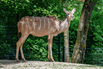 The common eland, Taurotragus oryx is a savannah antelope