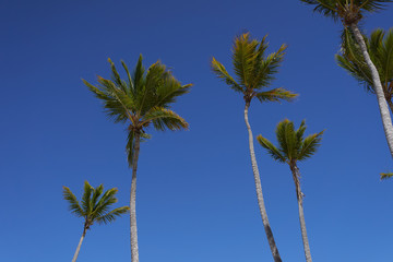 Fototapeta premium palm trees against blue sky