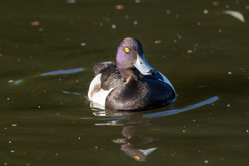 Male Tufted Duck or Aythya fuligula swimming in pond