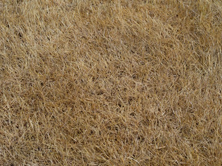 Dry lawn grass, drought. Gardening problem.
