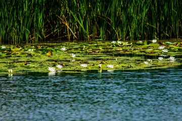 White water lilies on the water surface