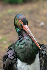 Close up of Black stork (Ciconia nigra).Wildlife animal