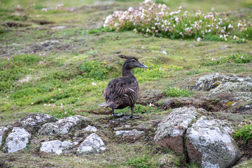 A close up of Common Eider Duck  (Somateria mollissima)