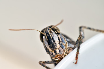 Locust invasion, insects invade the home