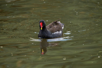 Close up of Eurasian common moorhen (Gallinula chloropus)
