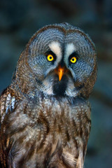 The great grey owl or great gray owl (Strix nebulosa), portrait with dark background. Portrait of the big owl.