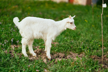 Obraz premium white goat on a meadow