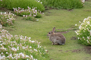 European rabbit or common rabbit, Oryctolagus cuniculus