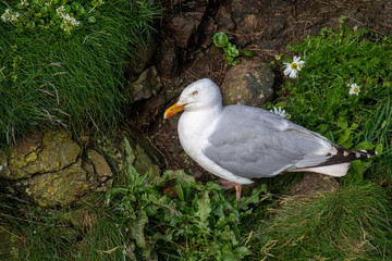 Side view of European herring gull (Larus argentatus).