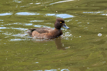 Femail Tufted Duck or Aythya fuligula swimming in pond