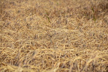 Wheat field. Ears of golden wheat close up. Beautiful Nature Sunset Landscape. Rural Scenery under Shining Sunlight. Background of ripening ears of meadow wheat field. Rich harvest Concept