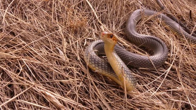 Caspian whipsnake (Coluber caspius or Dolichophis caspius) the largest snake in Europe. Length more than 2 meters. Crawls fast, swims well, climbs trees! Agrassive, but not poisonous.