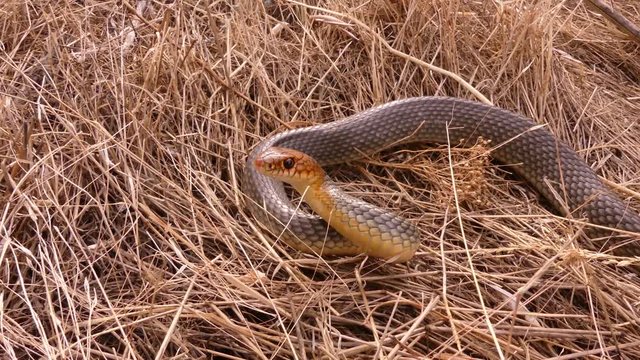 Caspian whipsnake (Coluber caspius or Dolichophis caspius) the largest snake in Europe. Length more than 2 meters. Crawls fast, swims well, climbs trees! Agrassive, but not poisonous.