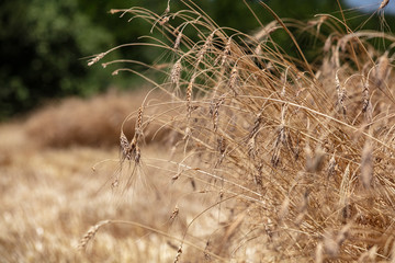 Wheat field. Ears of golden wheat close up. Beautiful Nature Sunset Landscape. Rural Scenery under Shining Sunlight. Background of ripening ears of meadow wheat field. Rich harvest Concept
