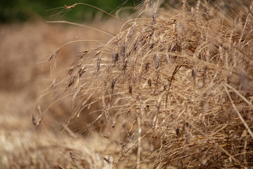 Wheat field. Ears of golden wheat close up. Beautiful Nature Sunset Landscape. Rural Scenery under Shining Sunlight. Background of ripening ears of meadow wheat field. Rich harvest Concept