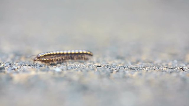 Mating centipedes close up with soft background. Outdoor bug, macro