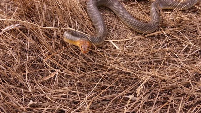 Caspian whipsnake (Coluber caspius or Dolichophis caspius) the largest snake in Europe. Length more than 2 meters. Crawls fast, swims well, climbs trees! Agrassive, but not poisonous.