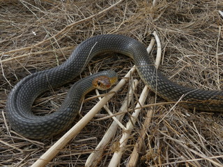Caspian whipsnake (Coluber caspius or Dolichophis caspius) the largest snake in Europe. Length more...