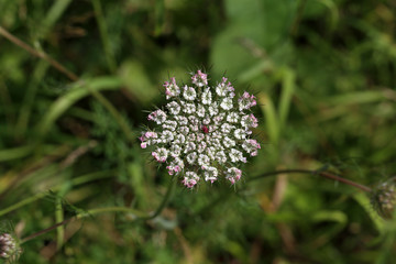 Daucus carota plants or wild carrot in bloom
