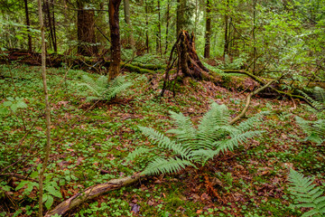 Fern leaves in a shady summer forest. Shady mysterious forest.