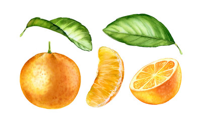  Watercolor Botanical illustration orange fruits with leaves