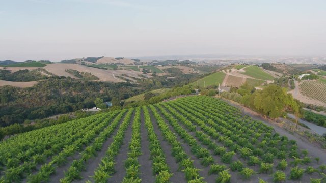 Aerial Drone Shot of Rolling Hills Covered in Vineyards with Sparse Houses (Paso Robles, California)