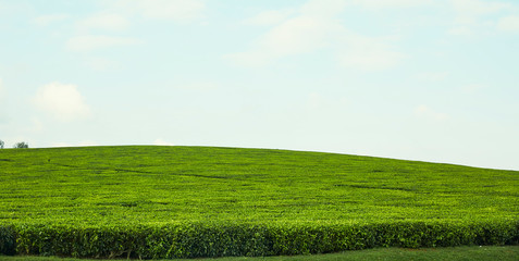 Green Landscapes plantation
