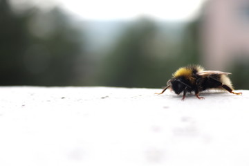 Hummel, Natur, Insekt, Sommer, Tier