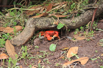物陰のカニ(山口県)