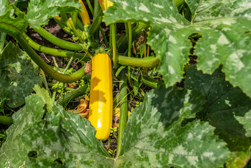 Zucchini is ripening in the vegetable garden.