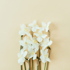 Narcissus flower on pastel background. Flat lay, top view minimal summer floral pattern composition.