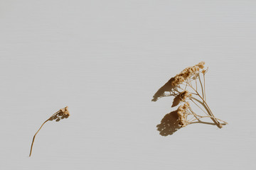Dry branch on dusty grey background. Flat lay, top view minimal neutral floral composition.