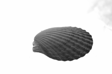 Isolated natural shell